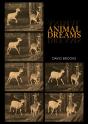 Animal Dreams - Preview