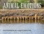 Animal Emotions - Preview