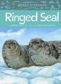 Animals Illustrated: Ringed Seal - Preview