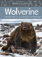 Animals Illustrated: Wolverine