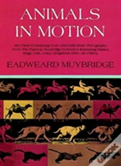 Capa do artigo Animals In Motion