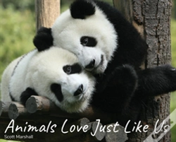 Capa do artigo Animals Love Just Like Us