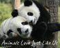 Animals Love Just Like Us - Preview