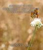 Animals' Rights Considered In Relation To Social Progress - Preview