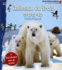 Animaux Du Froid En Pop-Up - Preview