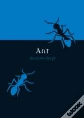 Ant