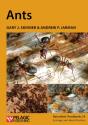 Ants - Preview