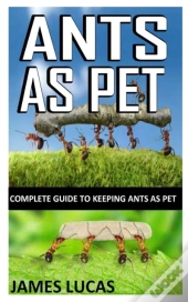 Ants As Pet