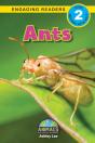 Ants - Preview