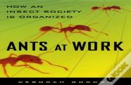 Ants At Work