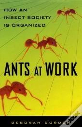 Ants At Work