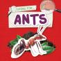 Ants - Preview