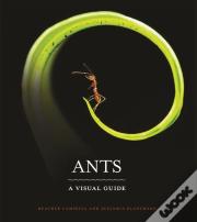 Ants