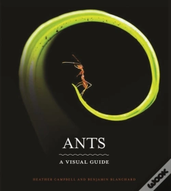 Capa do artigo Ants