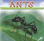 Ants - Preview
