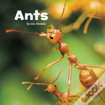 Ants