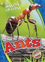 Ants - Preview