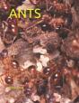 Ants - Preview