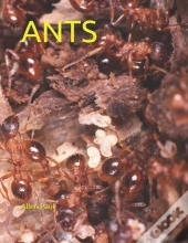Ants