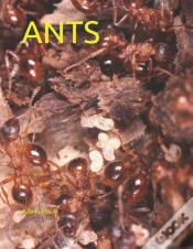 Capa do artigo Ants