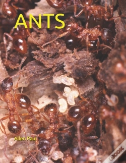 Capa do artigo Ants