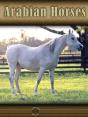 Arabian Horses - Preview