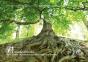 Arbracadabra : Arbres Et Forets, Expressions Imaginaires & Inspirations Litteraires - Preview