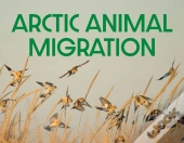 Arctic Animal Migration