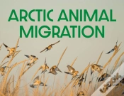 Capa do artigo Arctic Animal Migration
