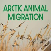 Arctic Animal Migration