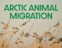 Arctic Animal Migration - Preview