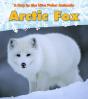 Arctic Fox - Preview