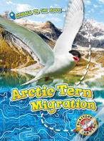 Arctic Tern Migration