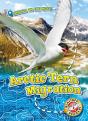 Arctic Tern Migration - Preview