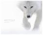 Arctique - Preview