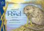 Around The Pond - Preview