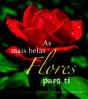 As Mais Belas Flores Para Ti - Preview