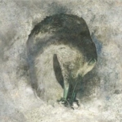 Capa do artigo Ashes - CD