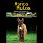 Asnos Y Mulos - Preview