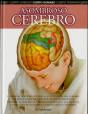 Asombroso Cerebro - Preview