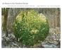 At Home In The Northern Forest - Preview