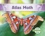 Atlas Moth - Preview
