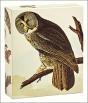 Audubon Owls Quicknotes - Preview