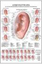Auriculoterapia Poster - Preview