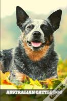 Australian Cattle Dog