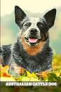 Australian Cattle Dog - Preview