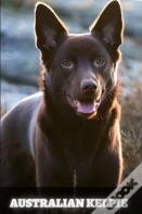 Australian Kelpie