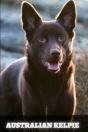 Australian Kelpie - Preview