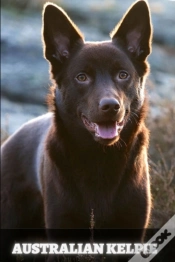 Capa do artigo Australian Kelpie