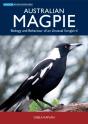 Australian Magpie - Preview